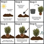 Wintergreen Boxwood Plant - 1 Gallon Pot