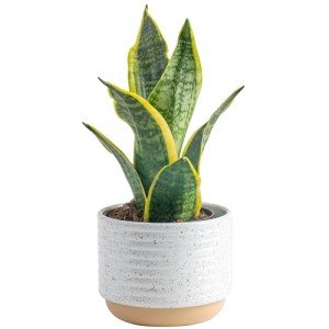 Costa Farms Snake Plant - Easy Care Indoor Beauty
