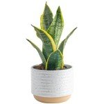 Costa Farms Snake Plant - Easy Care Indoor Beauty