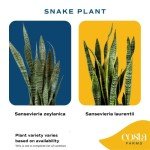 Costa Farms Snake Plant - Easy Care Indoor Beauty