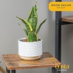 Costa Farms Snake Plant - Easy Care Indoor Beauty
