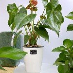 8 Pack 4 Inch Self-Watering White Planters