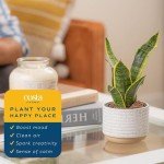 Costa Farms Snake Plant - Easy Care Indoor Beauty