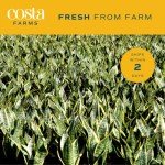 Costa Farms Snake Plant - Easy Care Indoor Beauty