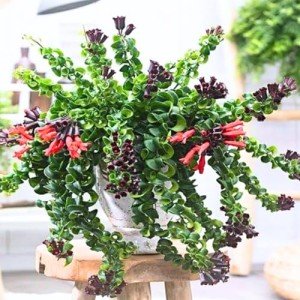 Twisted Lipstick Plant - 2 Inch Pot