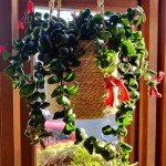 Twisted Lipstick Plant - 2 Inch Pot