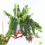 Twisted Lipstick Plant - 2 Inch Pot