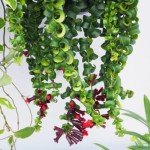 Twisted Lipstick Plant - 2 Inch Pot