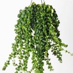 Twisted Lipstick Plant - 2 Inch Pot