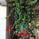 Twisted Lipstick Plant - 2 Inch Pot