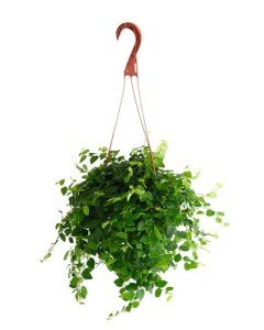 Creeping Fig Indoor Plant in 6-Inch Pot