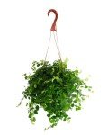 Creeping Fig Indoor Plant in 6-Inch Pot