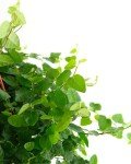 Creeping Fig Indoor Plant in 6-Inch Pot