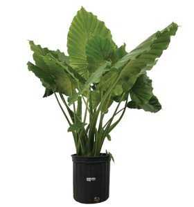 Alocasia California Live Plant in Grower Pot
