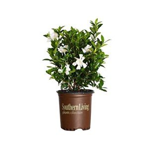 Southern Living Jubilation Gardenia Plant, 2.5 Quart