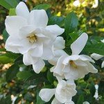 Southern Living Jubilation Gardenia Plant, 2.5 Quart