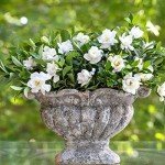 Southern Living Jubilation Gardenia Plant, 2.5 Quart