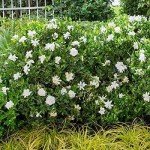 Southern Living Jubilation Gardenia Plant, 2.5 Quart