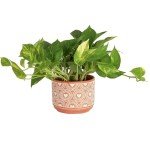 Pothos Plant - Easy Care Indoor Houseplant