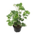 6" Aralia Balfouriana - Rare Exotic Indoor Plant
