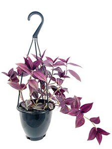 Wandering Jew Plant Hanging Basket - 4 Inch