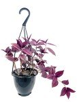 Wandering Jew Plant Hanging Basket - 4 Inch