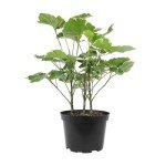 6" Aralia Balfouriana - Rare Exotic Indoor Plant