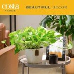 Pothos Plant - Easy Care Indoor Houseplant