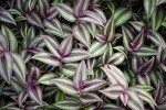 Wandering Jew Plant Hanging Basket - 4 Inch