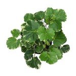 6" Aralia Balfouriana - Rare Exotic Indoor Plant