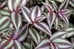 Wandering Jew Plant Hanging Basket - 4 Inch