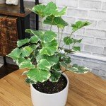 6" Aralia Balfouriana - Rare Exotic Indoor Plant