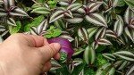 Wandering Jew Plant Hanging Basket - 4 Inch