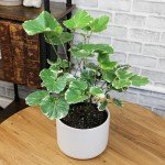 6" Aralia Balfouriana - Rare Exotic Indoor Plant