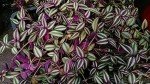 Wandering Jew Plant Hanging Basket - 4 Inch