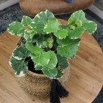 6" Aralia Balfouriana - Rare Exotic Indoor Plant