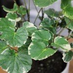6" Aralia Balfouriana - Rare Exotic Indoor Plant