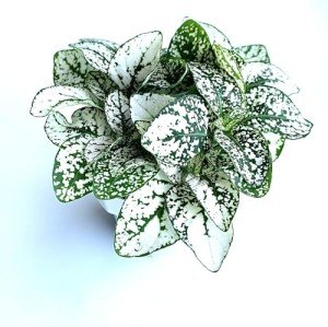 White Splash Hypoestes Live Potted Plant, 2