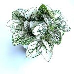 White Splash Hypoestes Live Potted Plant, 2
