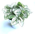 White Splash Hypoestes Live Potted Plant, 2