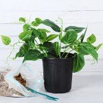 50-Pack Flexible 1 Gallon Nursery Pots with Labels