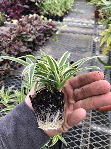 3-Pack Live Airplane Spider Plants for Home Decor