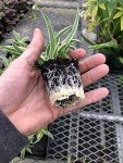 3-Pack Live Airplane Spider Plants for Home Decor