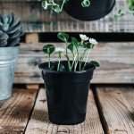 25 Pack of 5-Inch Round Nursery Pots