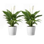 Spathiphyllum Peace Lily Houseplant - 2 Pack