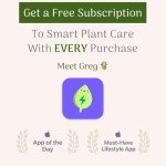 Spathiphyllum Peace Lily Houseplant - 2 Pack