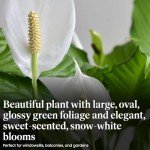 Spathiphyllum Peace Lily Houseplant - 2 Pack