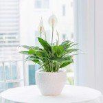 Spathiphyllum Peace Lily Houseplant - 2 Pack