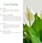 Spathiphyllum Peace Lily Houseplant - 2 Pack