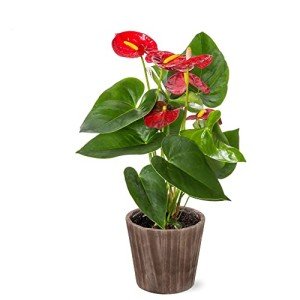 Red Anthurium Live Indoor Plant in Wood Pot